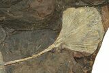 Paleocene Fossil Leaf Plate - North Dakota #271067-1